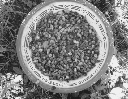 cacahuete