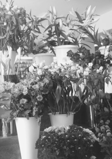 Proyecto de flores